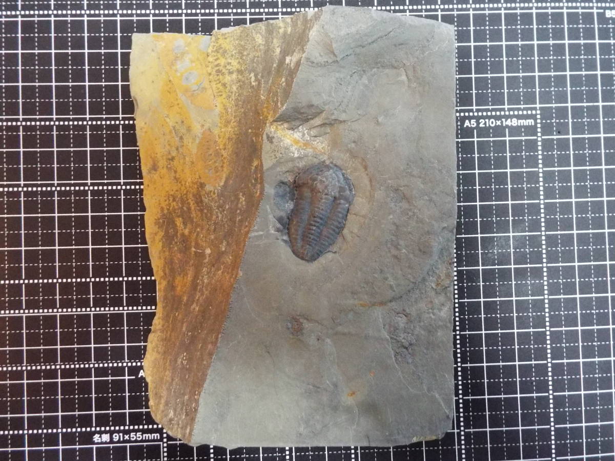 三葉虫化石 アメリカ・カナダ三葉虫セットの画像7