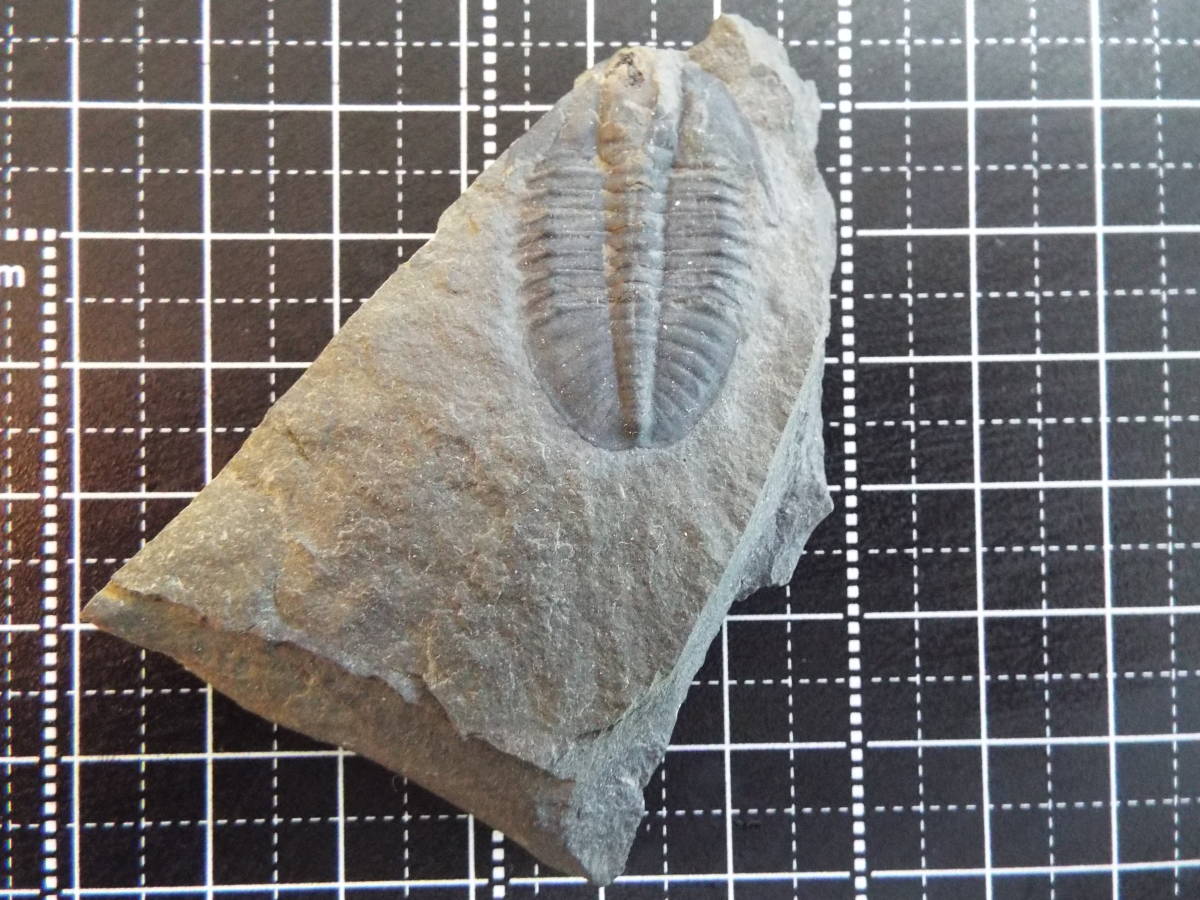 三葉虫化石 アメリカ・カナダ三葉虫セットの画像3