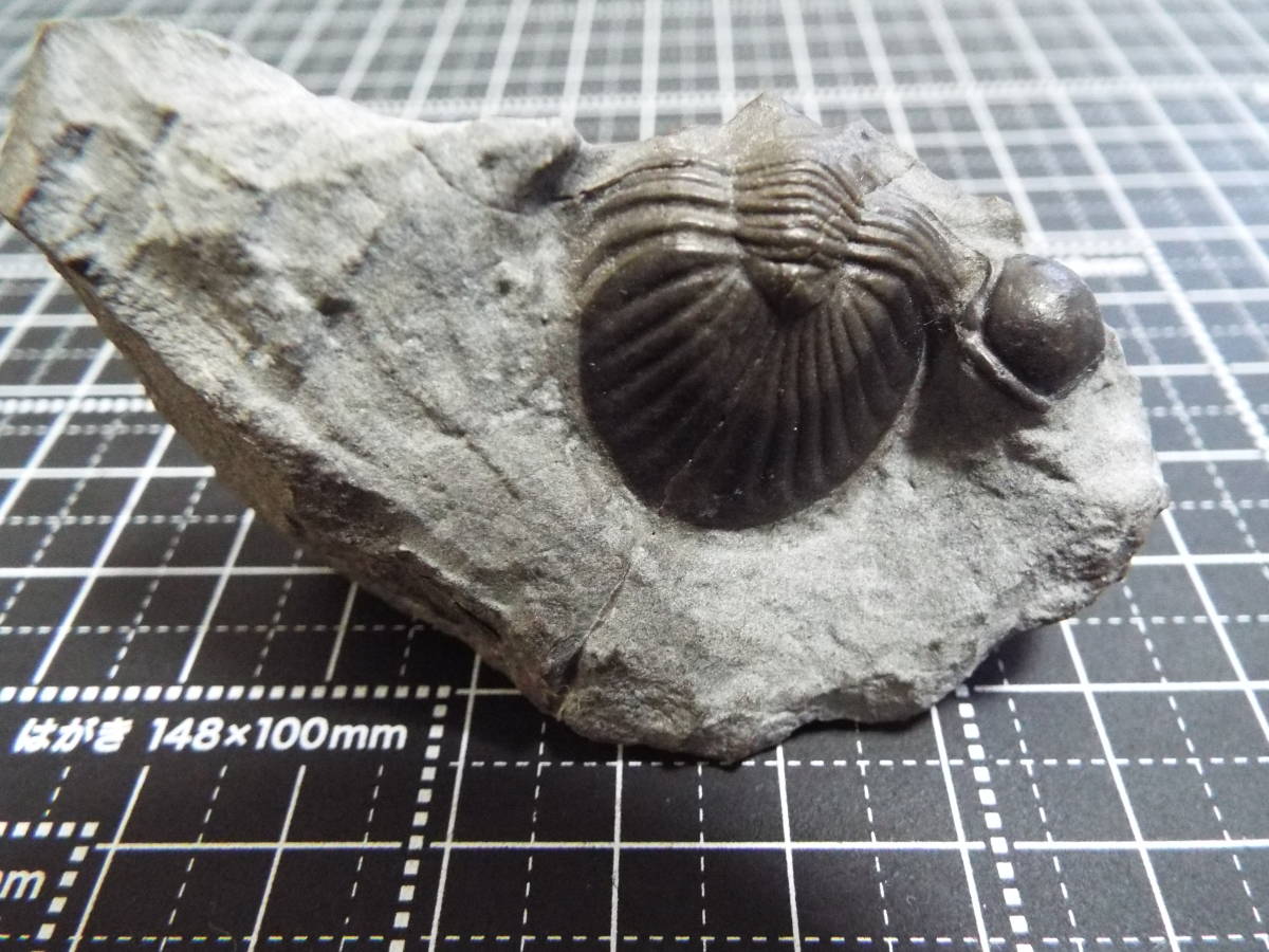 三葉虫化石 Metascutellumの一種の画像5