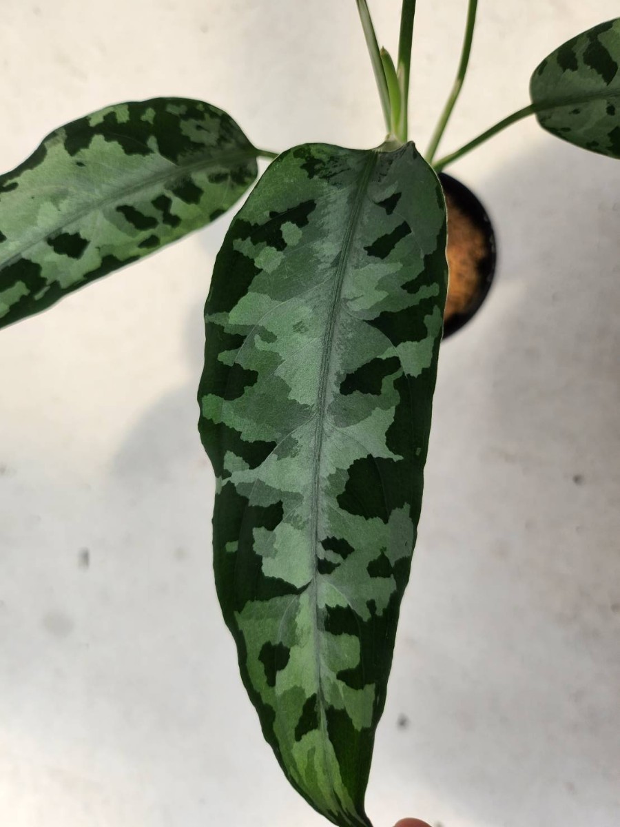 LA便ネームド株 銀戦車 Aglaonema pictum LA便ネームド株 銀戦車 Aglaonema pictum