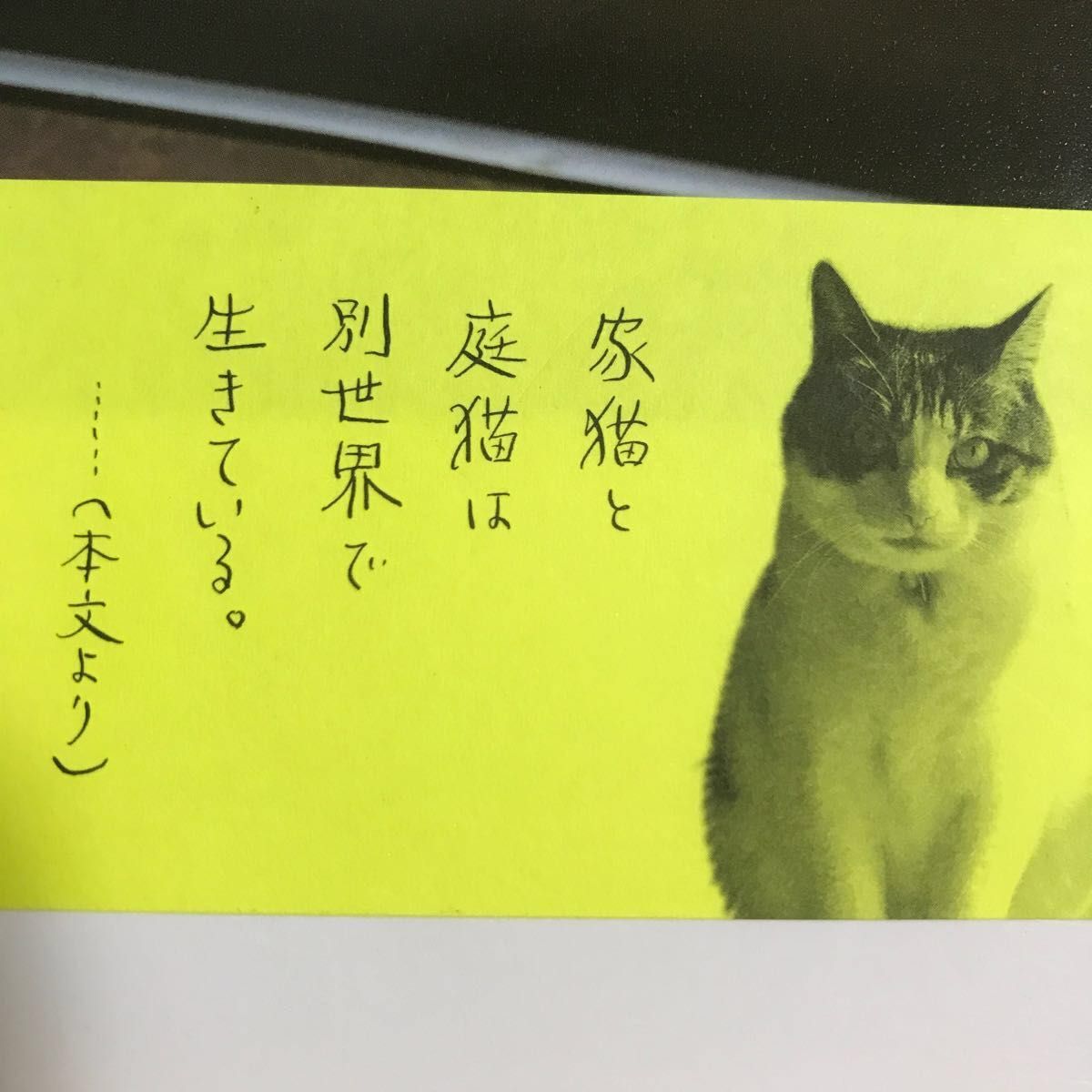 庭猫/安彦幸枝　写真集　猫本