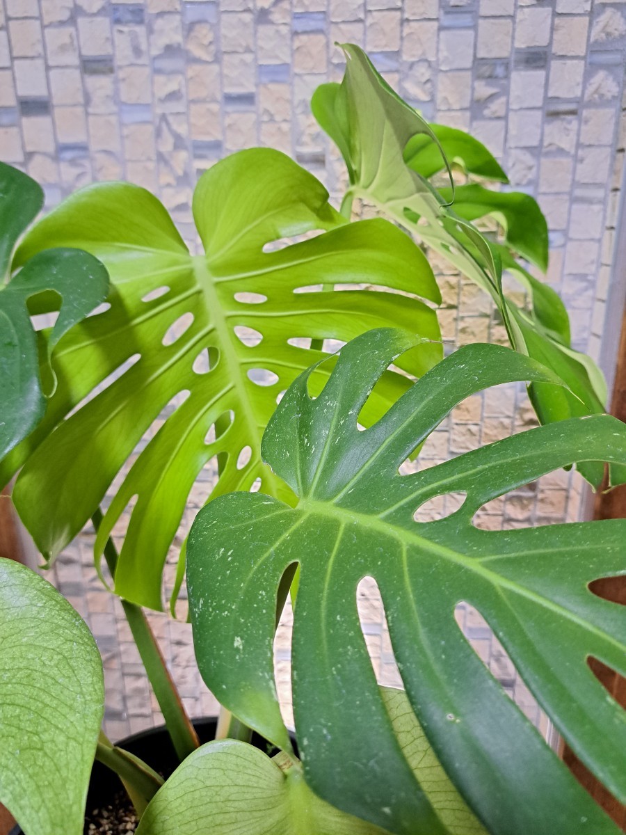 モンステラ ホワイトモンスター 天津蘭 ミント デリシオーサ 観葉植物