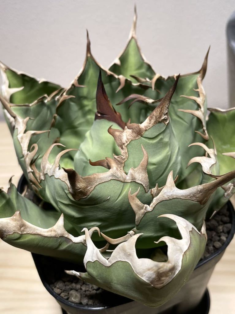 アガベ チタノタ 姫厳龍 極上 子株 ボール型 titanota agave ムチムチ