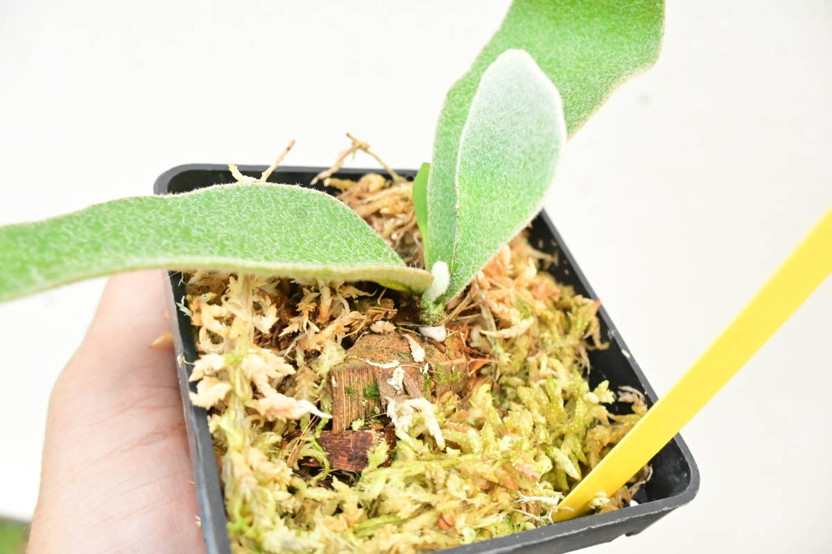 P.veitchii cv.Lisa(Compact Form) @bikamori.com ビーチーリサ P.veitchii cv.Lisa(Compact Form) @bikamori.com ビーチーリサ