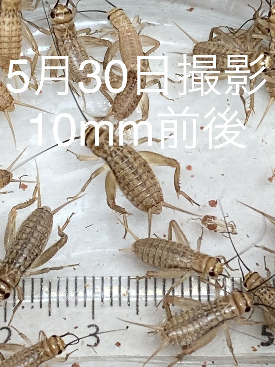 10mm前後100匹+20%ヨーロッパイエコオロギ ヨーロッパイエコオロギ SS 50匹