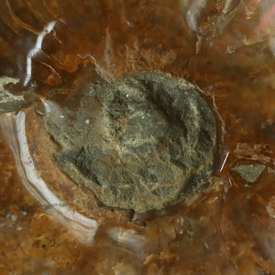 アンモナイト 化石 15cm 862g アンモライト 鉱物 標本 宝石 置物 巨大 原石 鑑賞石 置石 2の画像2