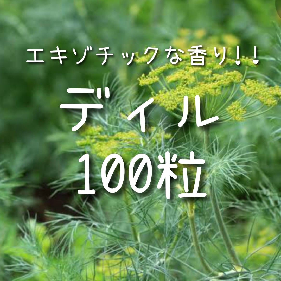 【ディルのタネ】100粒 種子 種 ハーブ