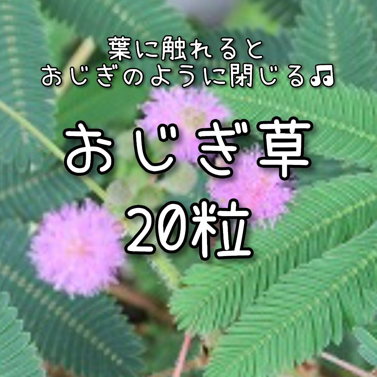 【おじぎ草のタネ】20粒 種子 種 オジギソウ 花
