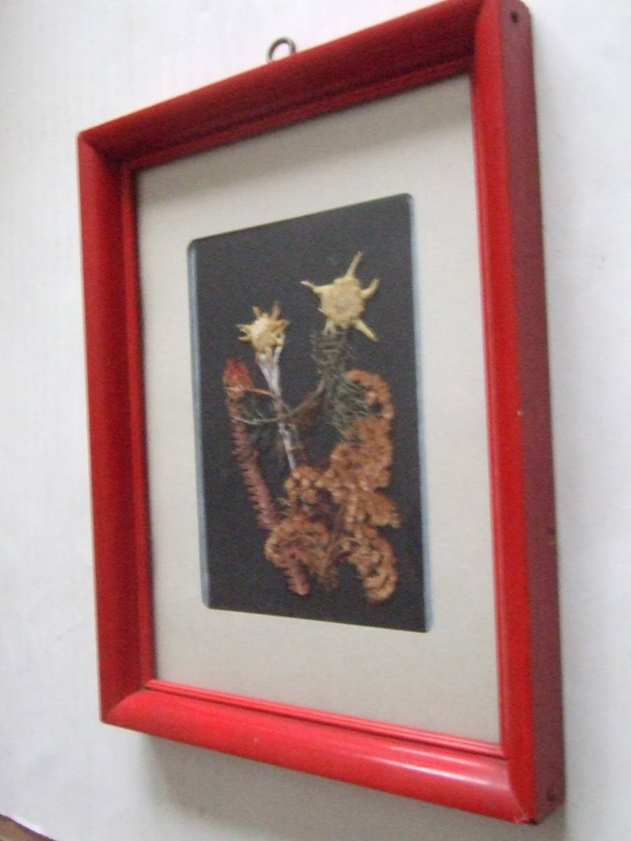  Alpine plants pressed flower handcraft pushed flower amount entering place is unknown size : amount 17.5.×22.9.