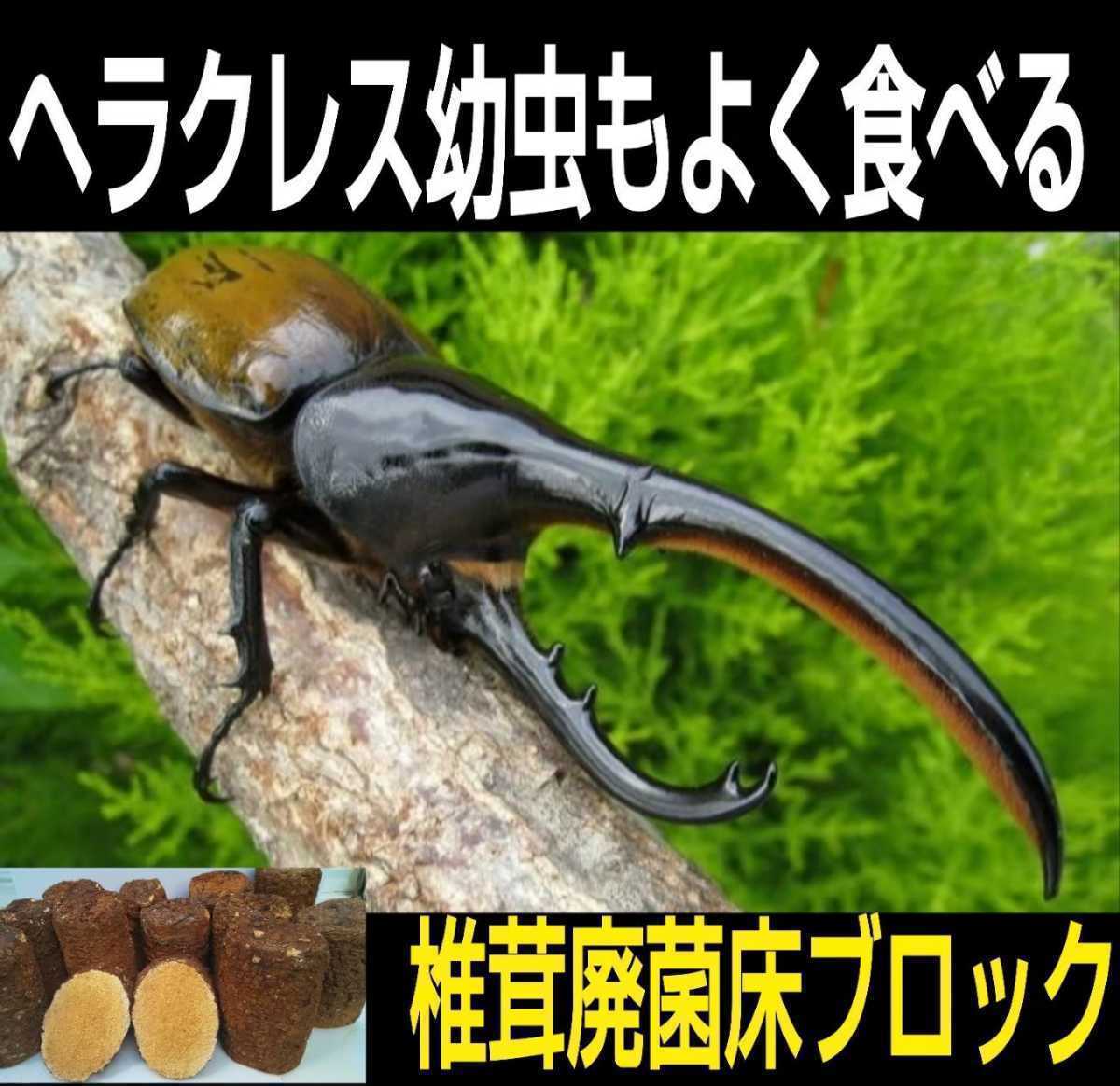  rhinoceros beetle larva. nutrition strengthen .!... floor block [2 piece ] sawtooth oak, 100% block. .. departure . mat . embed only . larva .mo Limo li meal ..!