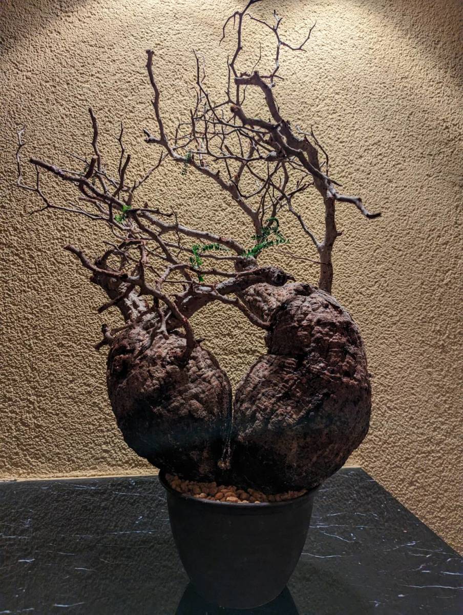 発根済】オペルクリカリアパキプス コーデックス②塊根植物