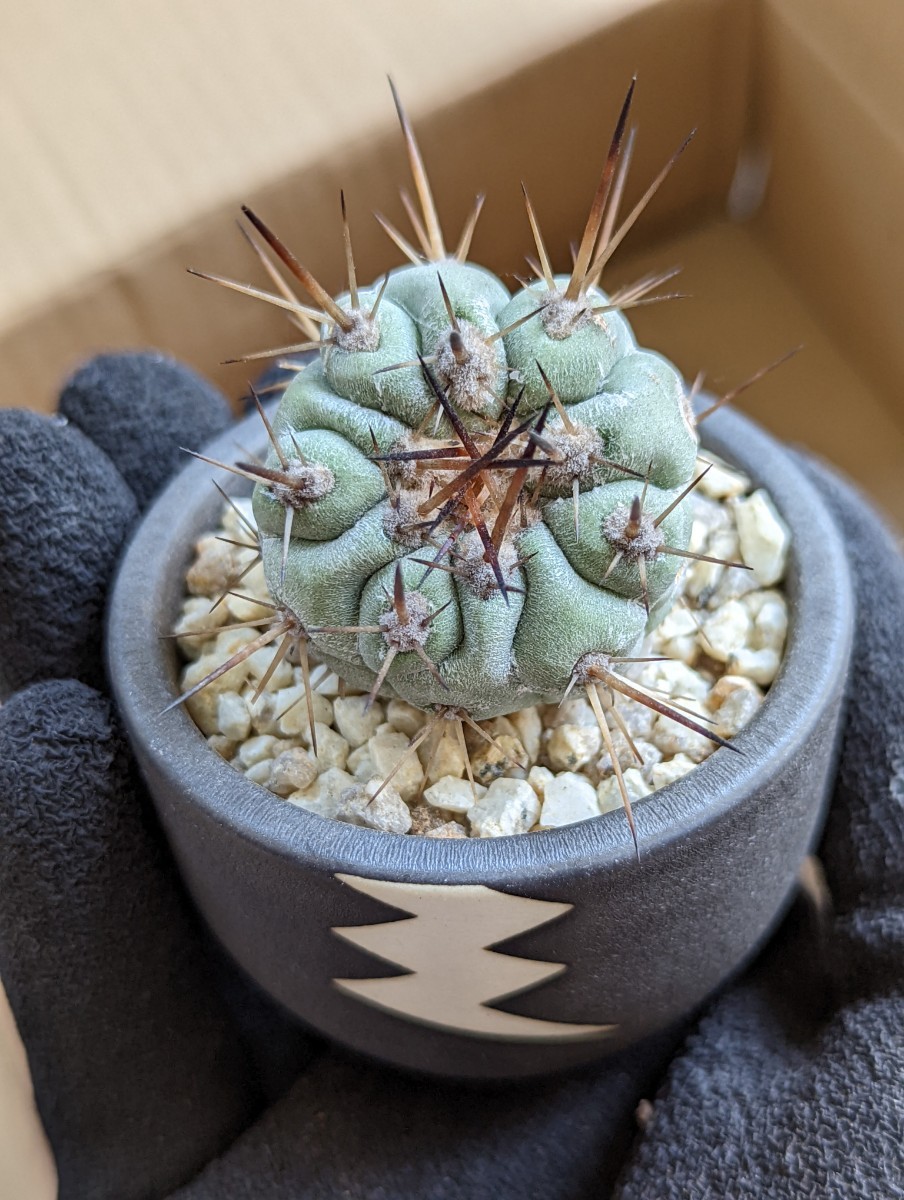 即納人気 ヤフオク! - コピアポア 孤竜丸 現地球 黒王丸