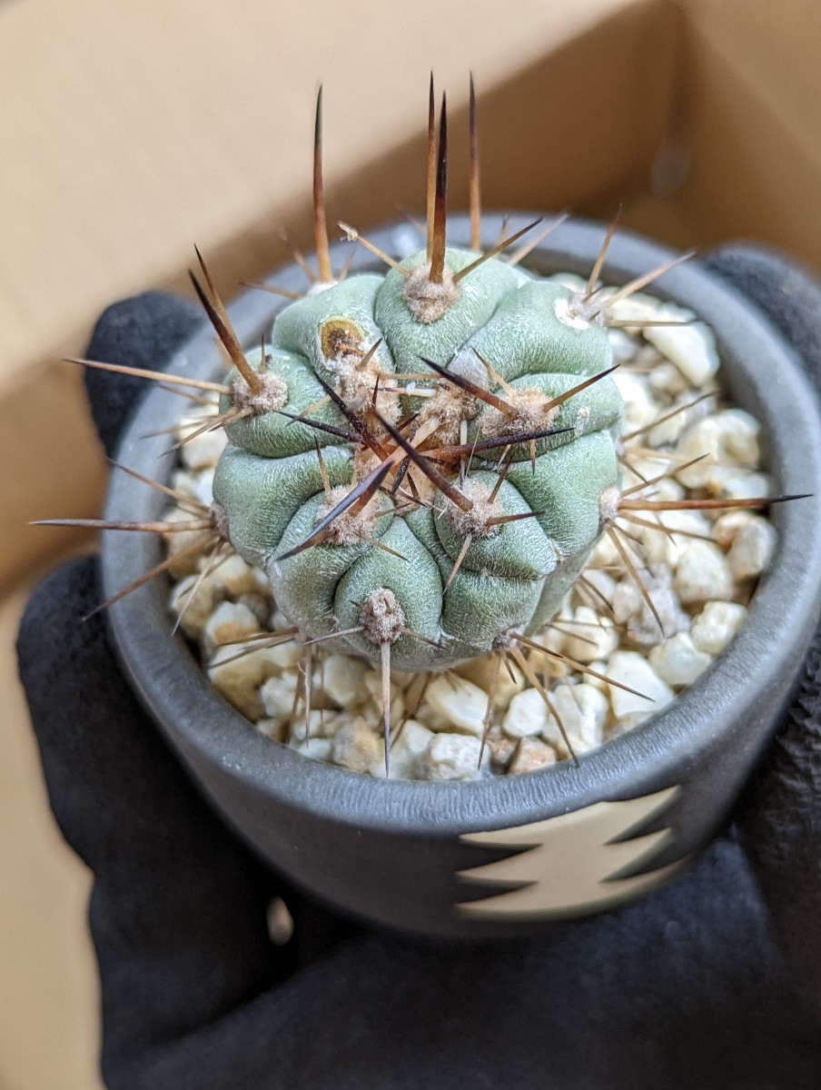 安い購入安い購入コピアポア黒士冠 valiem鉢付 植物 | blog
