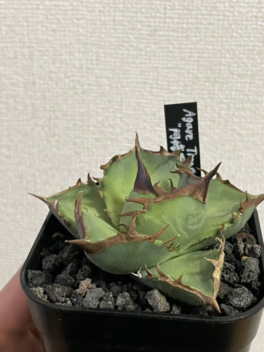 アガベ チタノタ 阿修羅 発根済み | www.annugeo.com