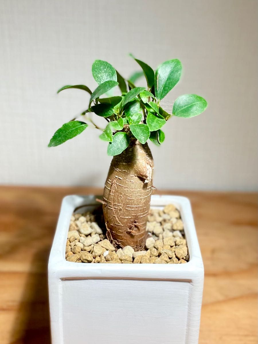 バオバブの木みたいなぷっくりガジュマル 幸せが訪れる木 塊根 バオバブの木みたいなぷっくりガジュマル 幸せが訪れる木 塊根
