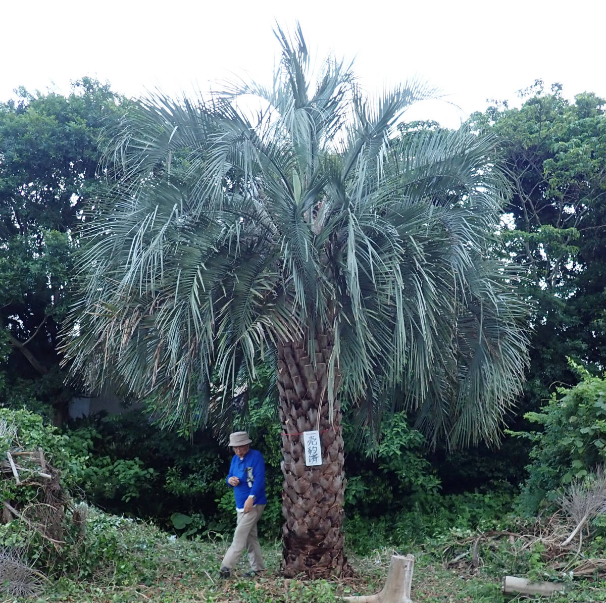 実生50年のココスヤシ 掘り上げは5月30日 1973年 (昭和48年) に芽が出たココス、幹高3.2m 総長約５メートル・葉数豊かで姿良く見事な樹形