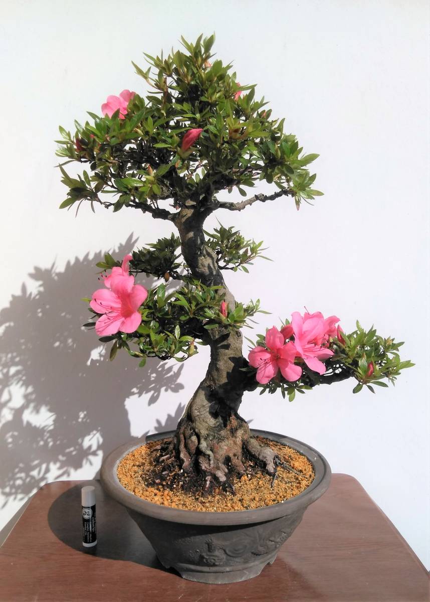 Yahoo!オークション - さつき 皐月 盆栽 樹高45cm 超極太 珍山 Yahoo!オークション - さつき 皐月 盆栽 樹高45cm 超極太 珍山