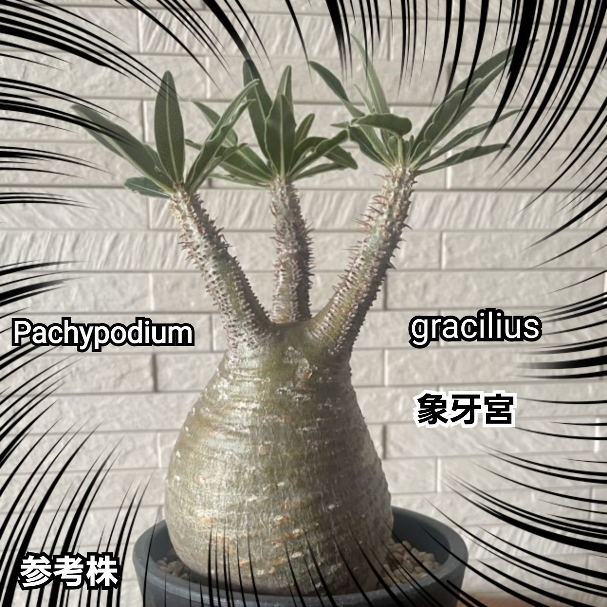 パキポディウム 　グラキリス　 種子【5粒セット】 Pachypodium gracilius 　象牙宮　塊根植物の人気No.1です！　最新入荷厳選　限定販売