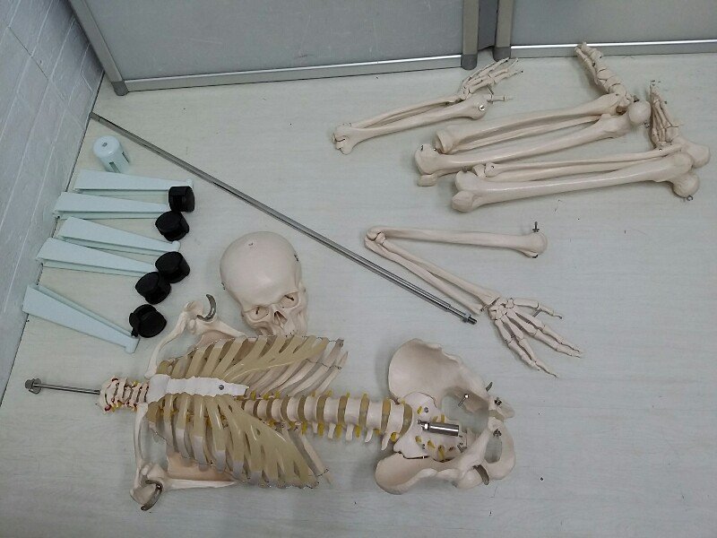 美品 医学玄人 IgaKuro 人体骨格模型 人体模型 骸骨 人体 模型