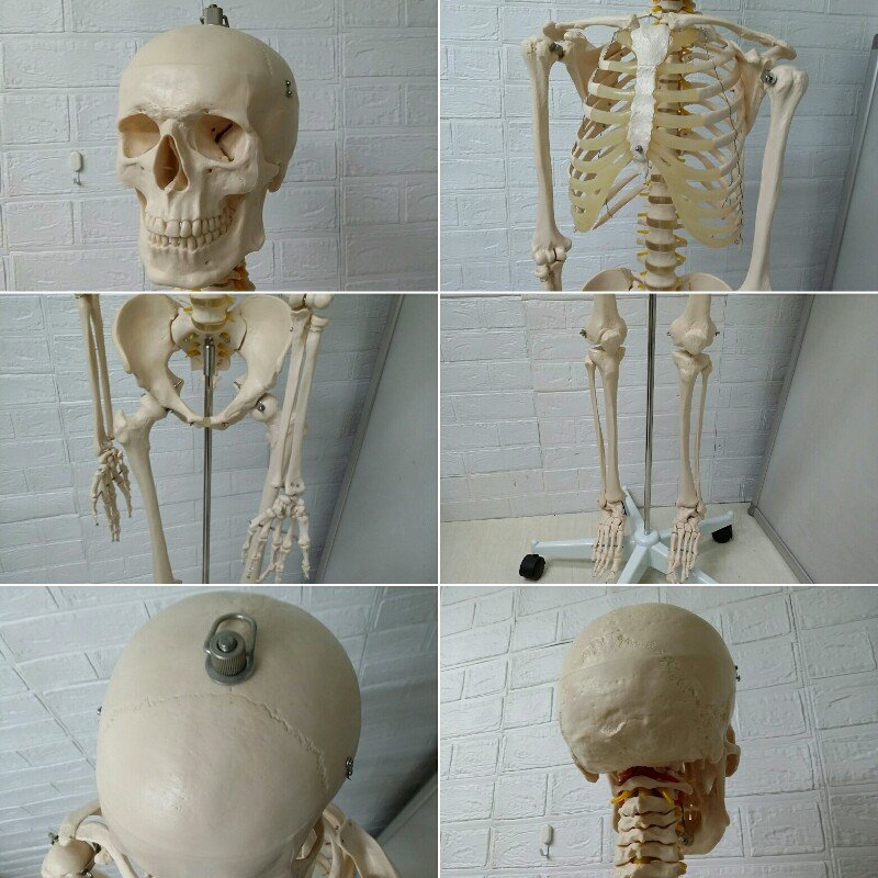 美品 医学玄人 IgaKuro 人体骨格模型 人体模型 骸骨 人体 模型
