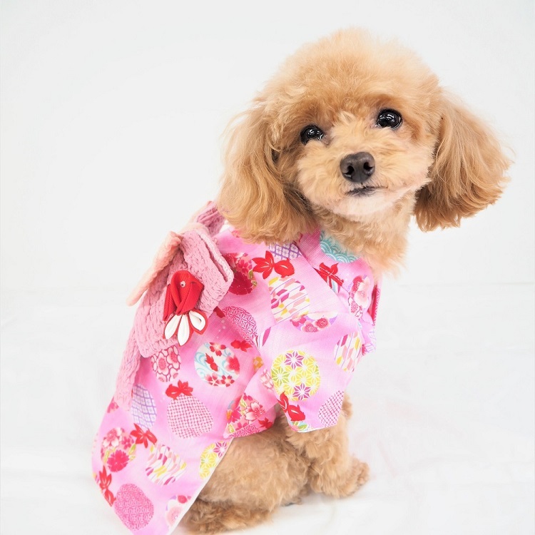  юката ...P690 P691 P692 P694 высшее маленький собака papi- миниатюрный собака маленький размер собака собака кошка домашнее животное одежда собака одежда кошка одежда собака. одежда кошка. одежда японская одежда японский костюм мир рисунок симпатичный летняя одежда 