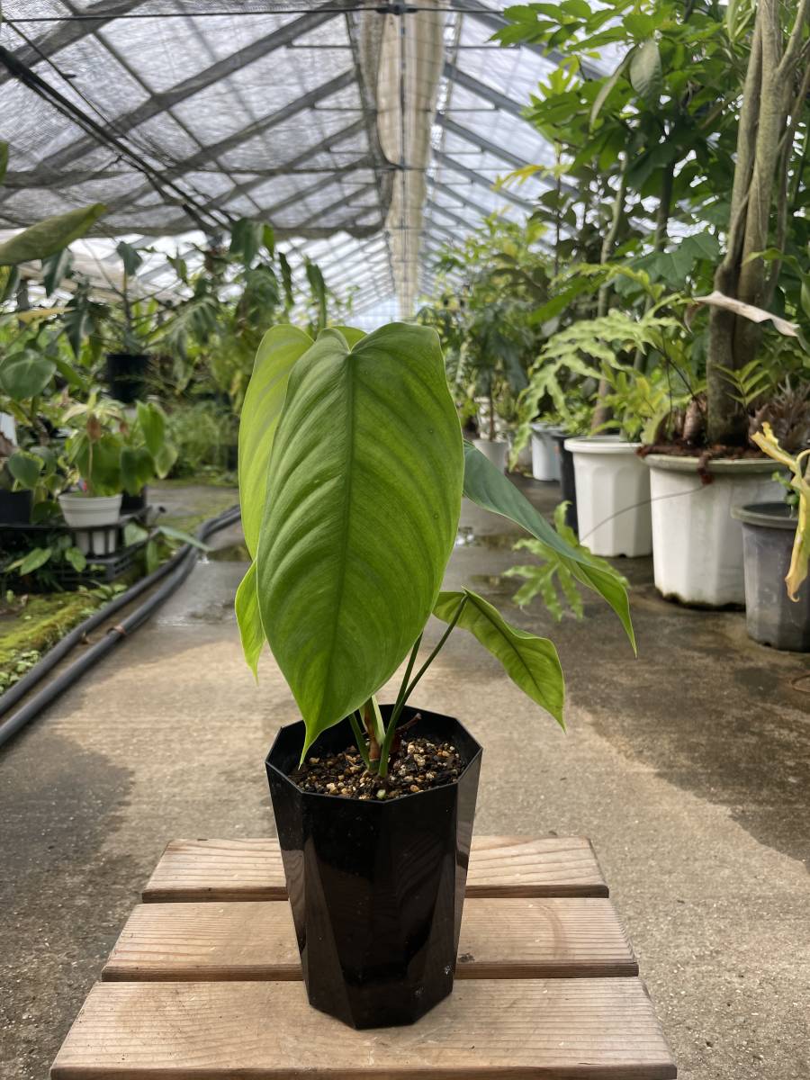 フィロデンドロン・テヌー ☆ Philodendron Tenue フィロデンドロン・テヌー ☆ Philodendron Tenue