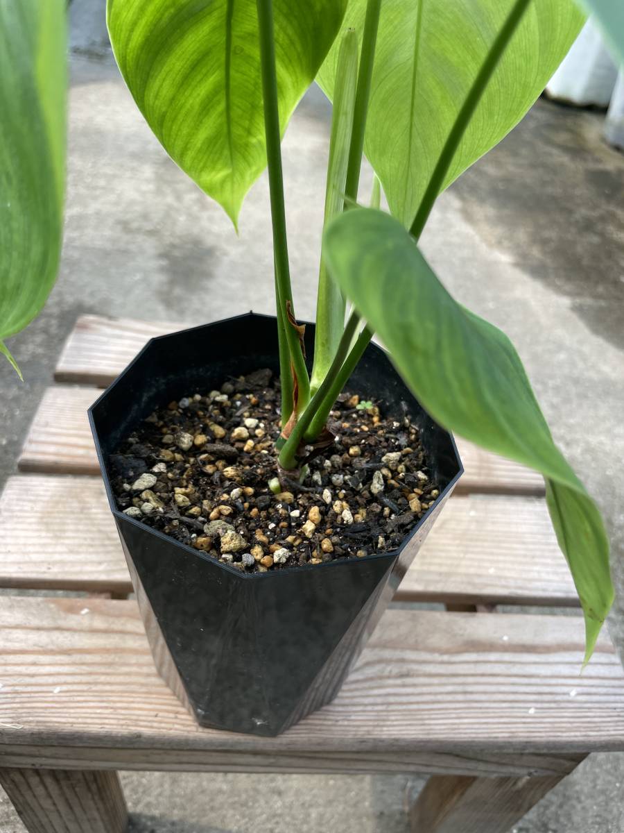 フィロデンドロン・テヌー ☆ Philodendron Tenue フィロデンドロン・テヌー ☆ Philodendron Tenue