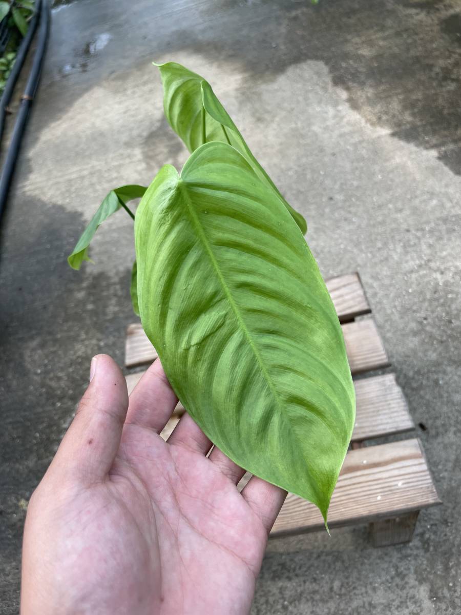フィロデンドロン・テヌー ☆ Philodendron Tenue フィロデンドロン・テヌー ☆ Philodendron Tenue