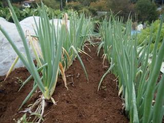 長ねぎの苗200本【じいばあの家庭菜園】一本ねぎ_画像2