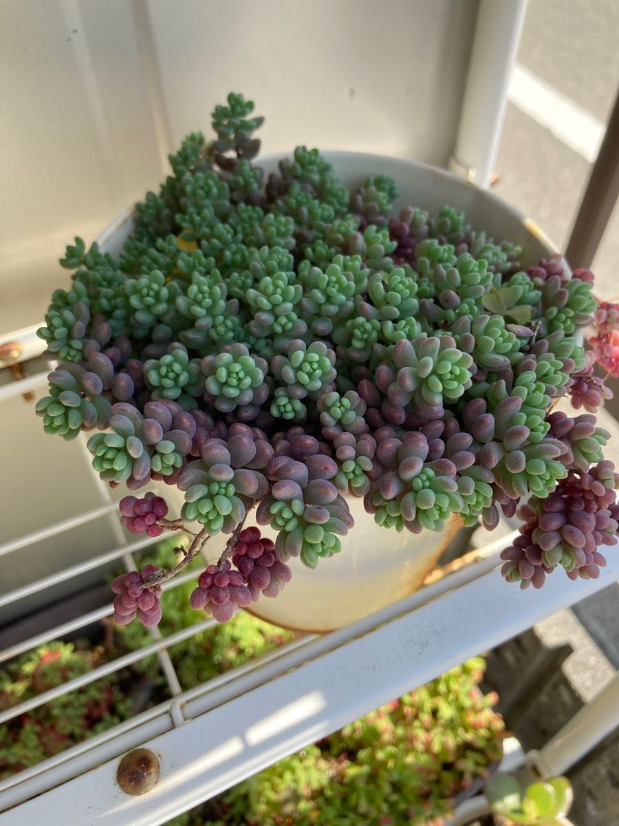 無農薬 多肉植物 セダム 20本 カット苗 ダシフィルムリファレンス
