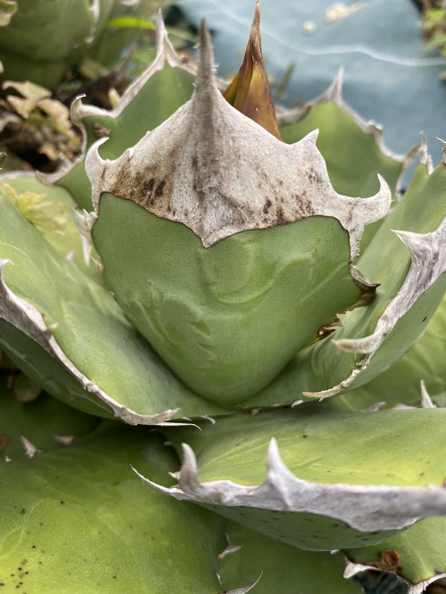 Agave titanota kelly clone PUP アガベ チタノタ 白犀牛 www