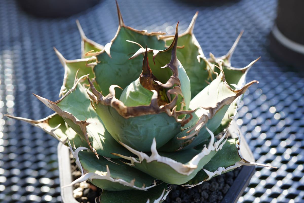 希少” アガベ チタノタ タランチュラ / agave titanota オテロイ 希少” アガベ チタノタ タランチュラ / agave titanota オテロイ