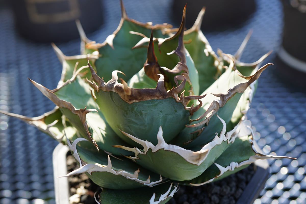 希少” アガベ チタノタ タランチュラ / agave titanota オテロイ 希少” アガベ チタノタ タランチュラ / agave titanota オテロイ