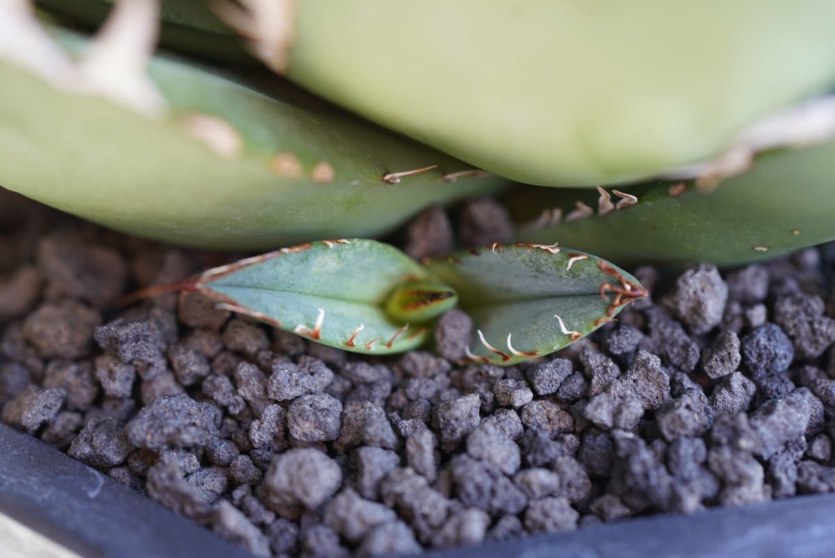 希少” アガベ チタノタ タランチュラ / agave titanota オテロイ 希少” アガベ チタノタ タランチュラ / agave titanota オテロイ