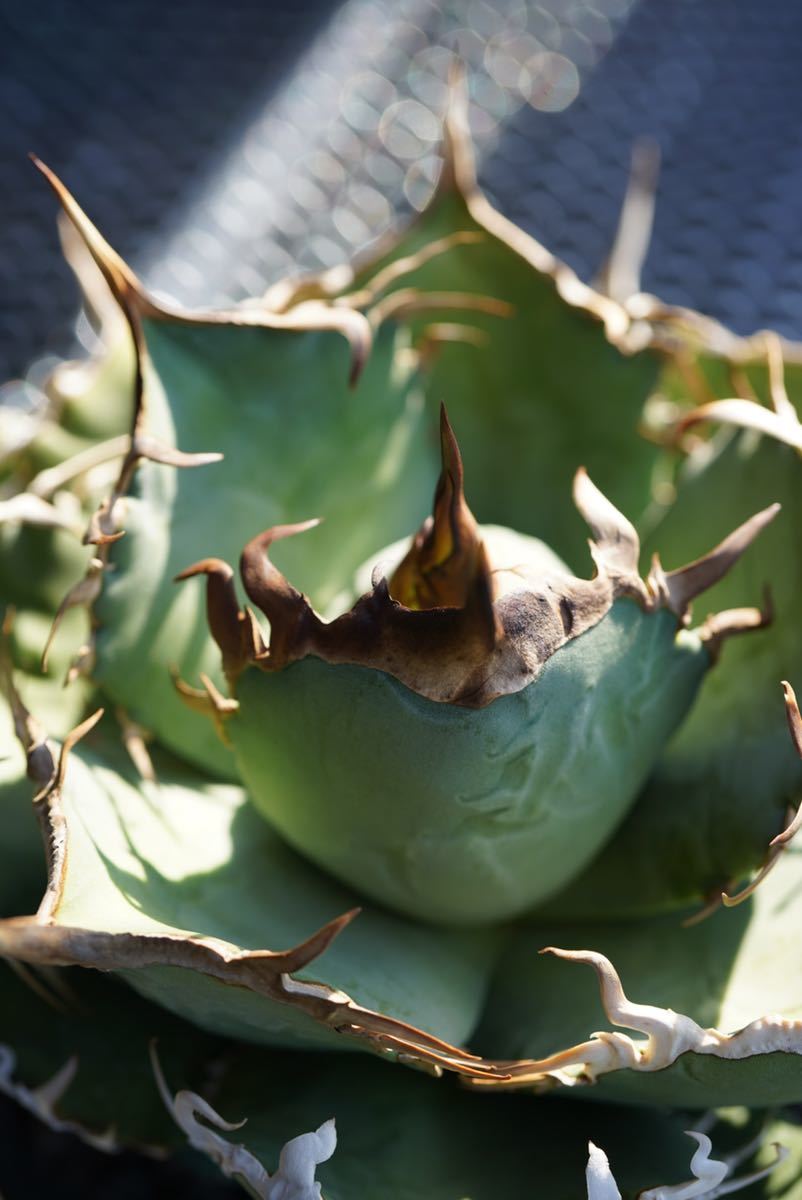 希少” アガベ チタノタ タランチュラ / agave titanota オテロイ 希少” アガベ チタノタ タランチュラ / agave titanota オテロイ