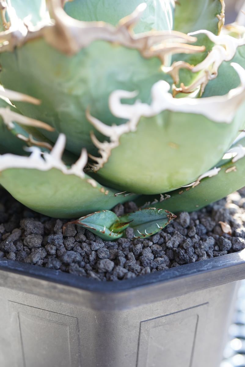 希少” アガベ チタノタ タランチュラ / agave titanota オテロイ 希少” アガベ チタノタ タランチュラ / agave titanota オテロイ