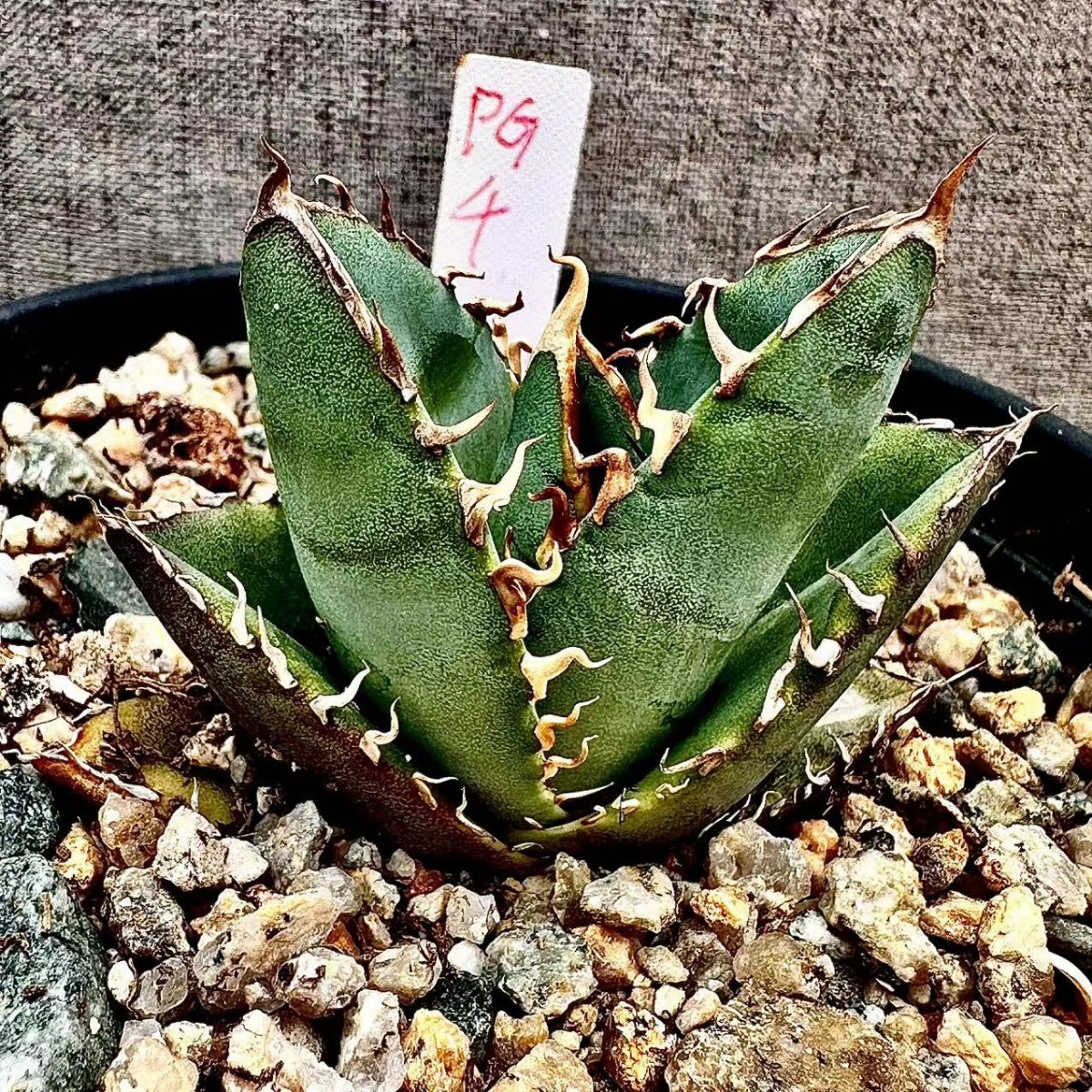 PG4限定特選株 agave titanota no name 貴重な希少種 アガベ チタノタ