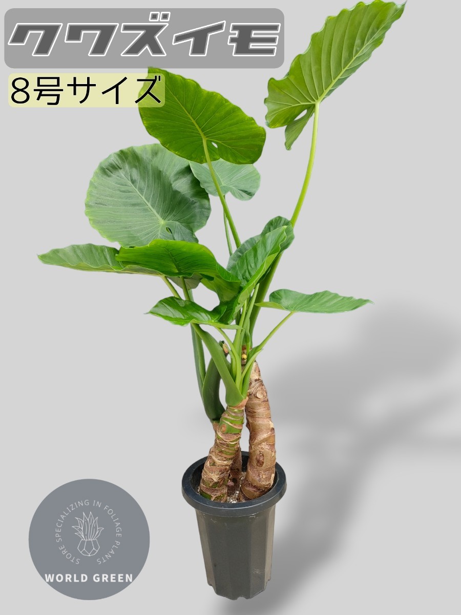 殿堂 【大型】 クワズイモ 幹立ち 8号 8寸 3株 観葉植物 プレゼント