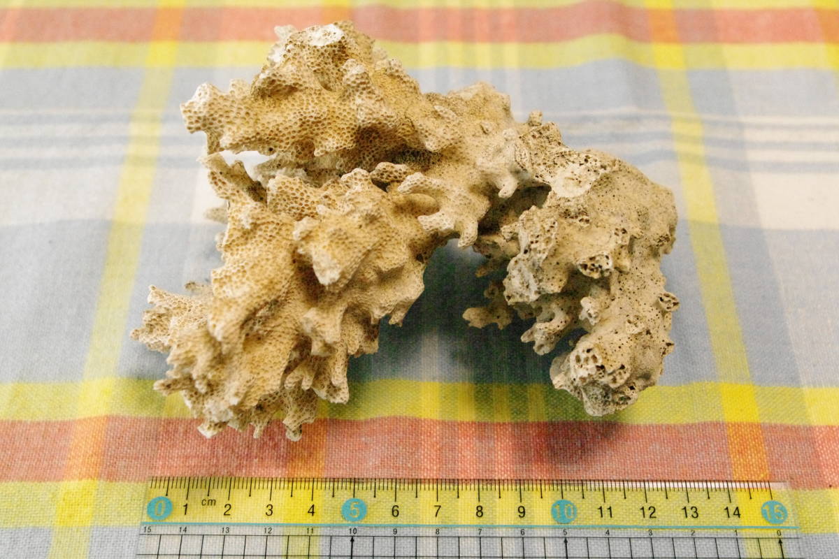 天然 白珊瑚 白サンゴ インテリ 飾 置物 アクアリウム 水槽　■y4_画像5