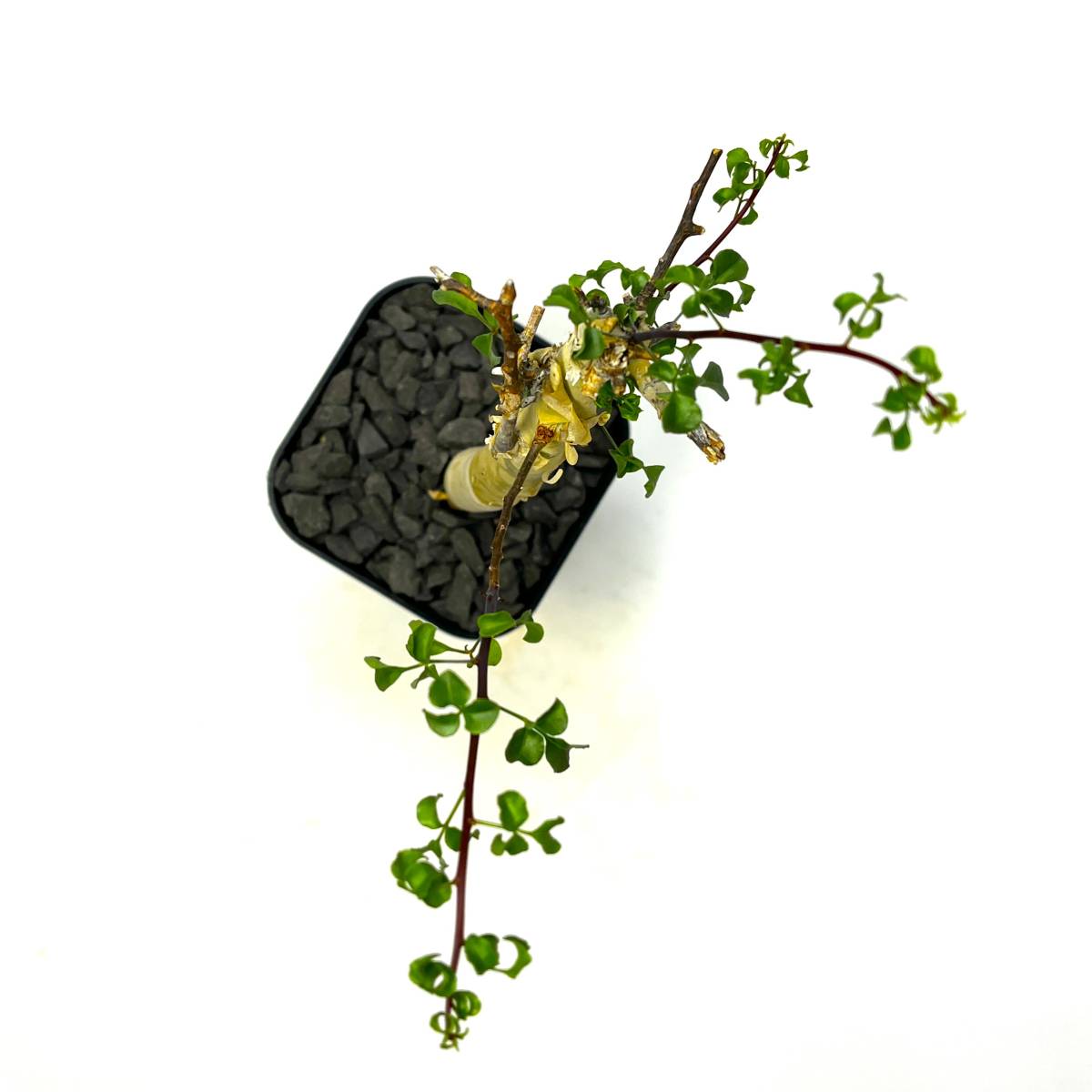 ☆Commiphora kataf ☆ コミフォラ ピュアカタフ☆発根済み ☆Commiphora kataf ☆ コミフォラ ピュアカタフ☆発根済み