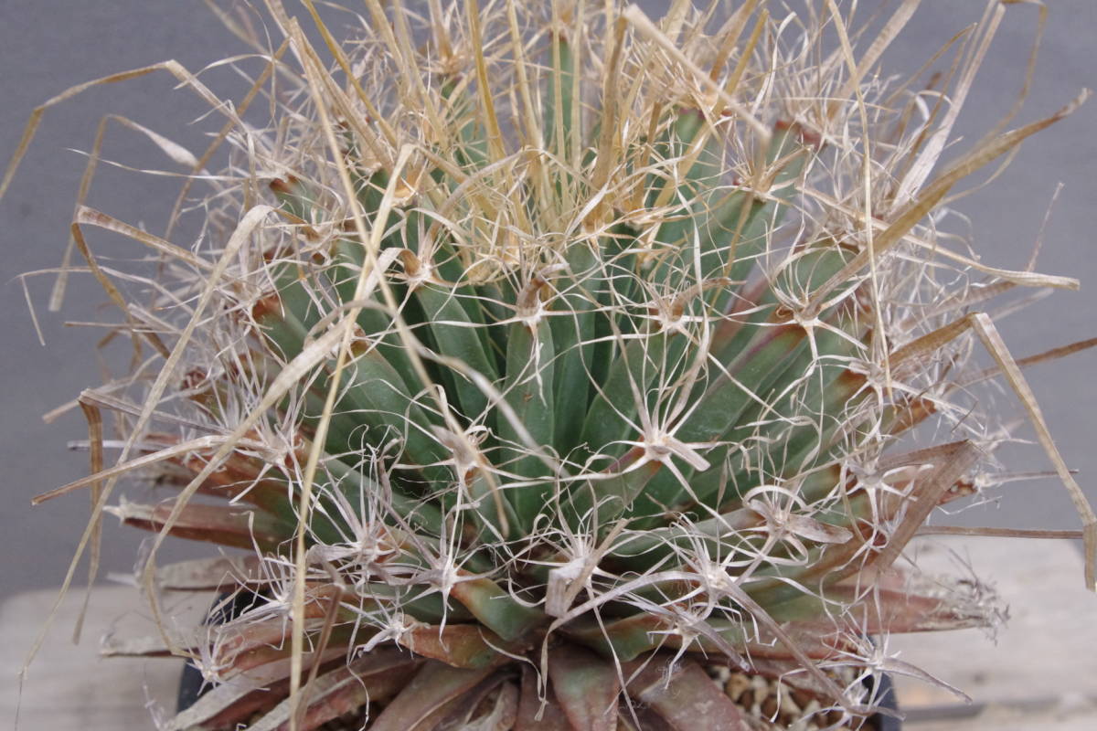 1円~ レウクテンベルギア プリンキピス 晃山 Leuchtenbergia