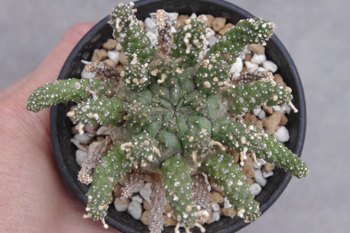 ユーフォルビア ガムケンシス Euphorbia gamkensis | frankfordtax.com