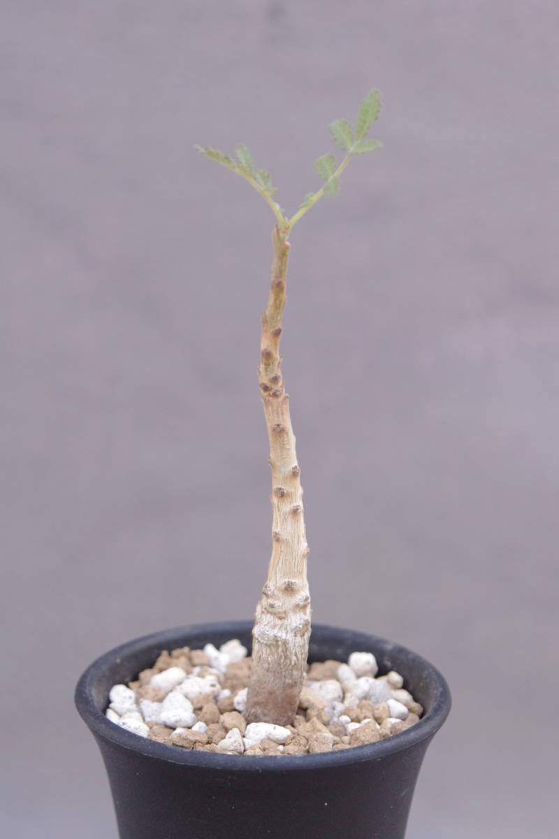 c*i様 ボスウェリア ブラータ Yahoo!オークション - ボスウェリア ブラータ Boswellia bullata