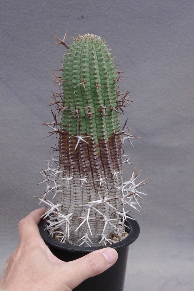 ユーフォルビア ステリスピナ 群星冠 Euphorbia stellispina 古木 大株