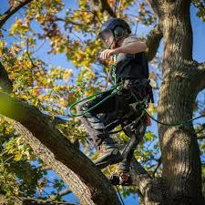 ARbORTEC ブレスフレックス アーボリスト用チェーンソー ARbORTEC ブレスフレックス アーボリスト用チェーンソー