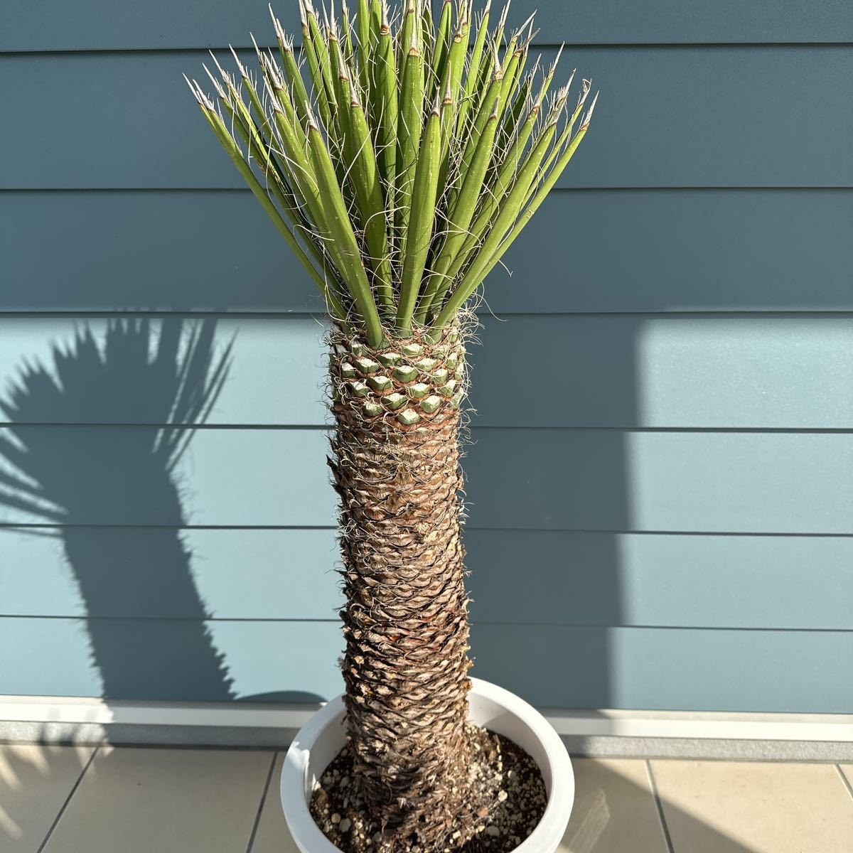 ユッカフィリフェラ(Yucca Filifera ) ユッカ | budgethearses.com