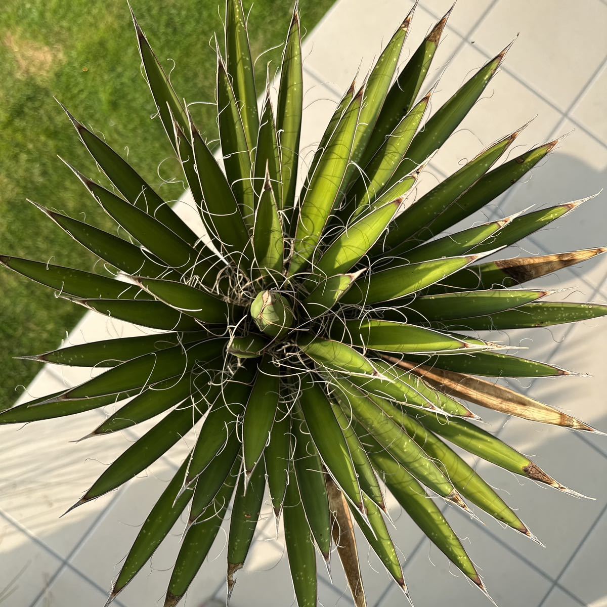 ユッカフィリフェラ(Yucca Filifera ) ユッカフィリフェラ(Yucca Filifera )