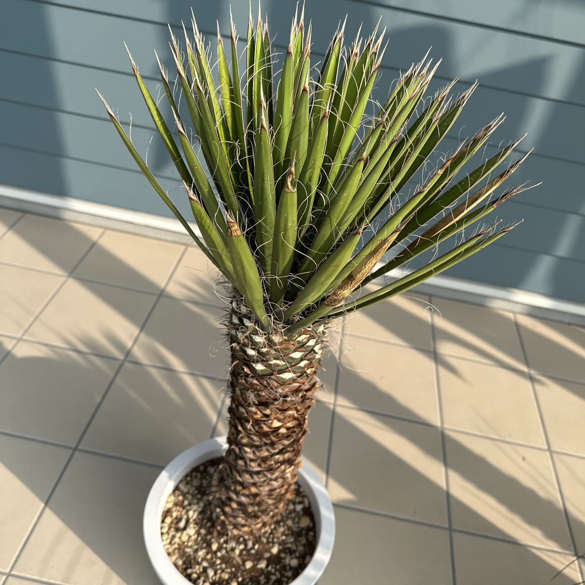 ユッカフィリフェラ(Yucca Filifera ) ユッカフィリフェラ(Yucca Filifera )