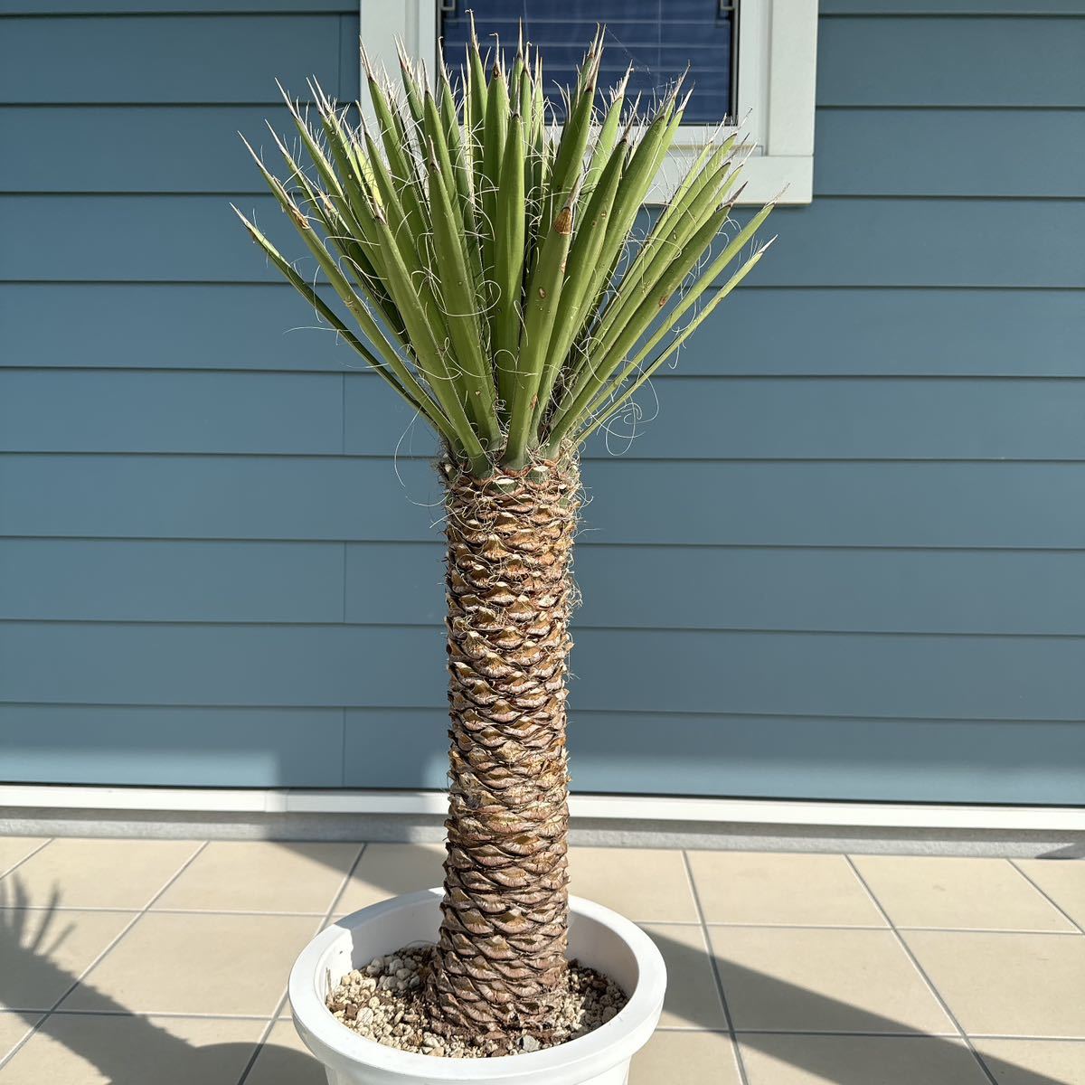 Yahoo!オークション - ユッカフィリフェラ(Yucca Filifera ) Yahoo!オークション - ユッカフィリフェラ(Yucca Filifera )