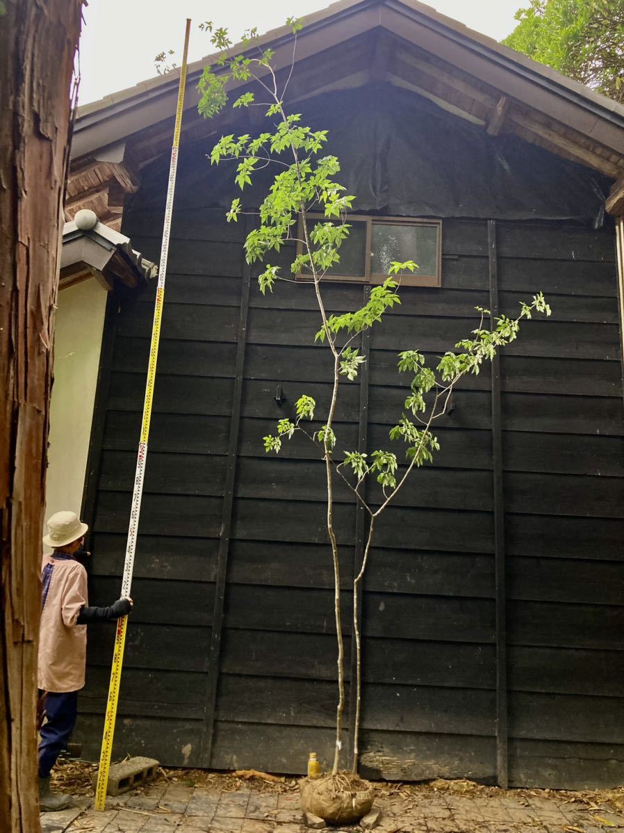 祝開店!大放出セール開催中 164 山採り アオダモ 植物/観葉植物 - www